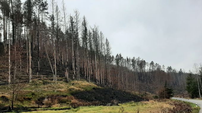 České Švýcarsko čtyři měsíce po požáru. Krajina je i na podzim čím dál zelenější