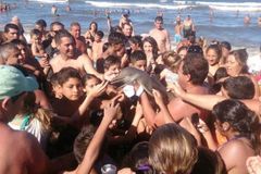 Turisté zabili na pláži mládě delfína. Chtěli si vzácné zvíře pohladit a pořídit si selfíčko