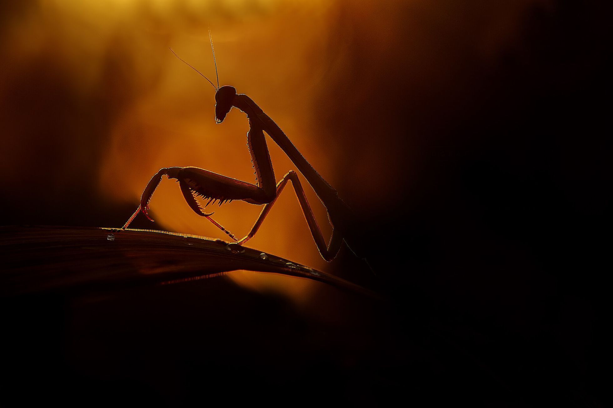 Nominace na Czech Nature Photo 2020