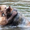 Finalisté soutěže Nikon Comedy Wildlife Awards 2024