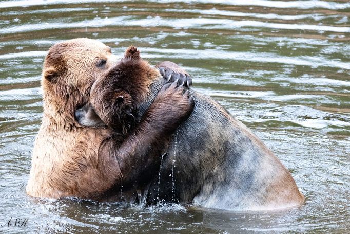 Finalisté soutěže Nikon Comedy Wildlife Awards 2024