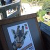 Žirafy v pražské zoo