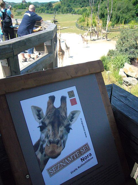 Žirafy v pražské zoo