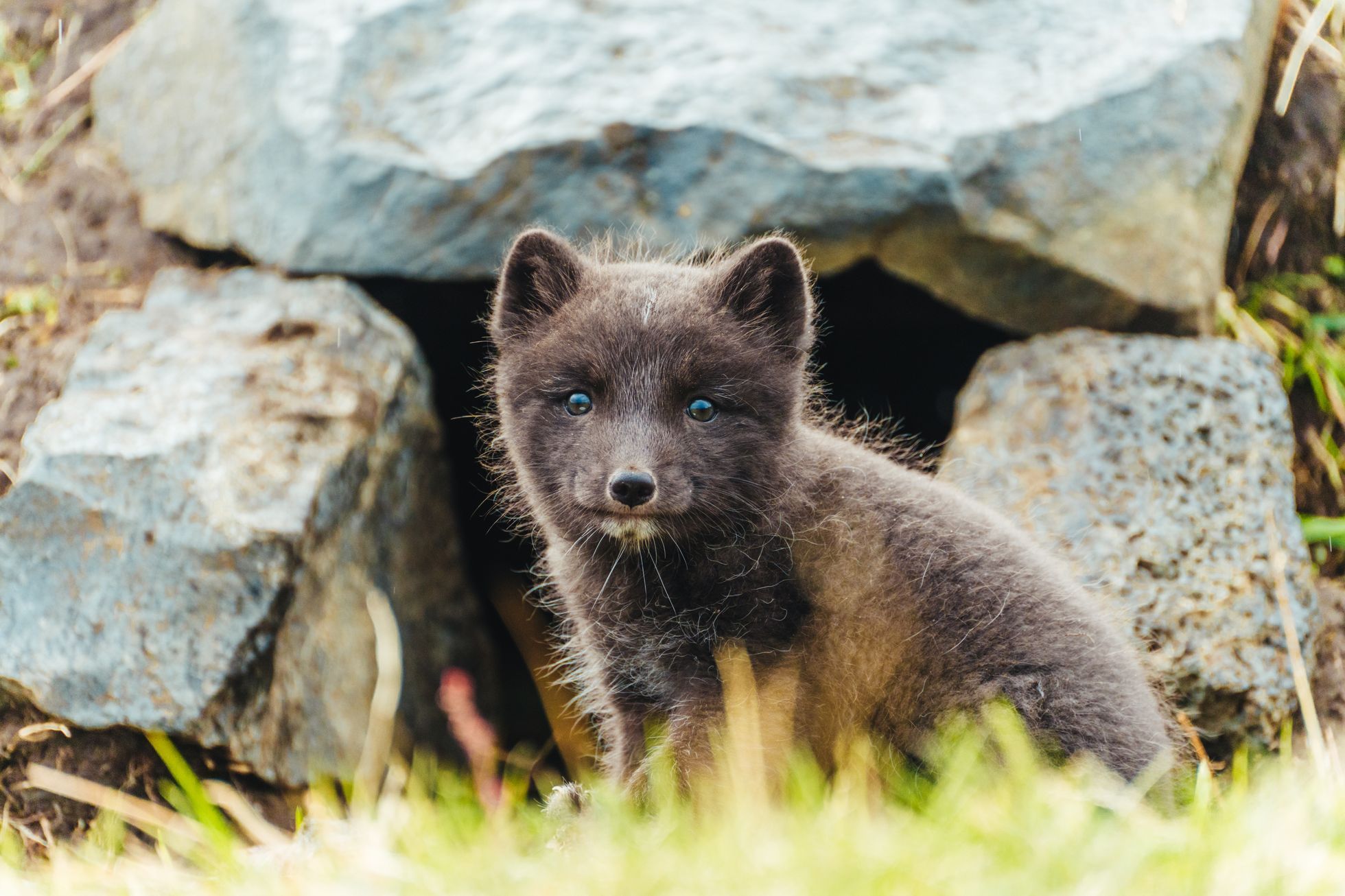 Romana žije na Islandu