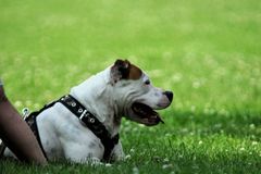 Průkaz na bojové psy či školu celý den? Vídeň rozhoduje