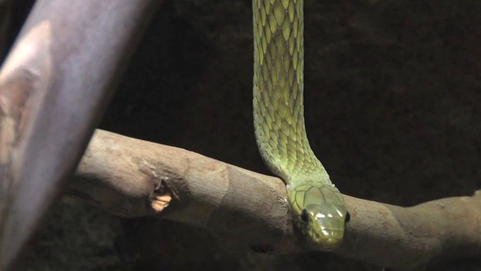 Takhle vypadá jeden z nejnebezpečnějších hadů světa. Mamba zelená