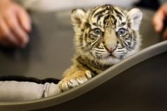 Soukromý zoopark, ze kterého utekli tygři a lev, dostatečně nezajistil klece, musí zaplatit pokutu