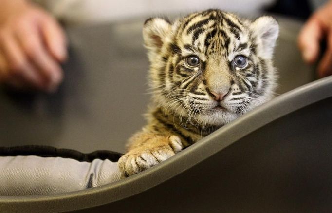 Tří týdenní mládě tygra sumaterského, které se narodilo a pobývá ve frankfurtské zoologické zahradě.