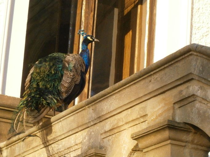 Podzim na Konopišti - páv v podvečer zamířil do zámku. Foto: evavasku