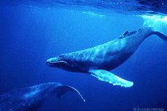 Norsko zvýšilo kvótu pro lov velryb. Máme zájem o udržitelný způsob rybolovu, tvrdí vláda