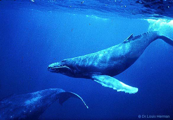 Lov velryb stále pokračuje