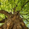 Strom roku 2021 - finalista: Zpívající lípa