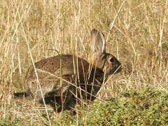 Evropský králík v australské trávě.