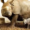 Zoo, Plzeň, nosorožec indický, mládě, narození