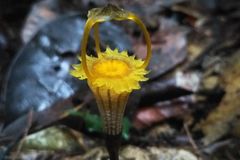 Je v mnoha směrech výjimečná, říkají čeští vědci o květině, kterou objevili v pralese