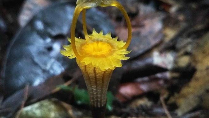 Nový druh Hvězdnatky kelabitské popsali biologové z Olomouce, rostlina září a kvete nejvíce po období dešťů.