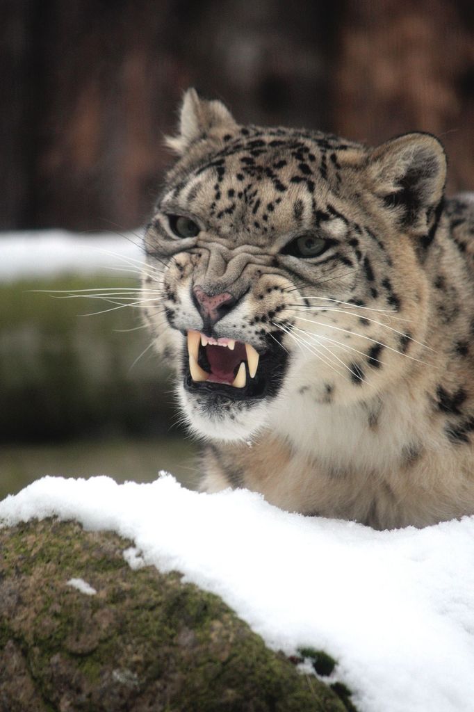 Zvířata v zimní Zoo Liberec.