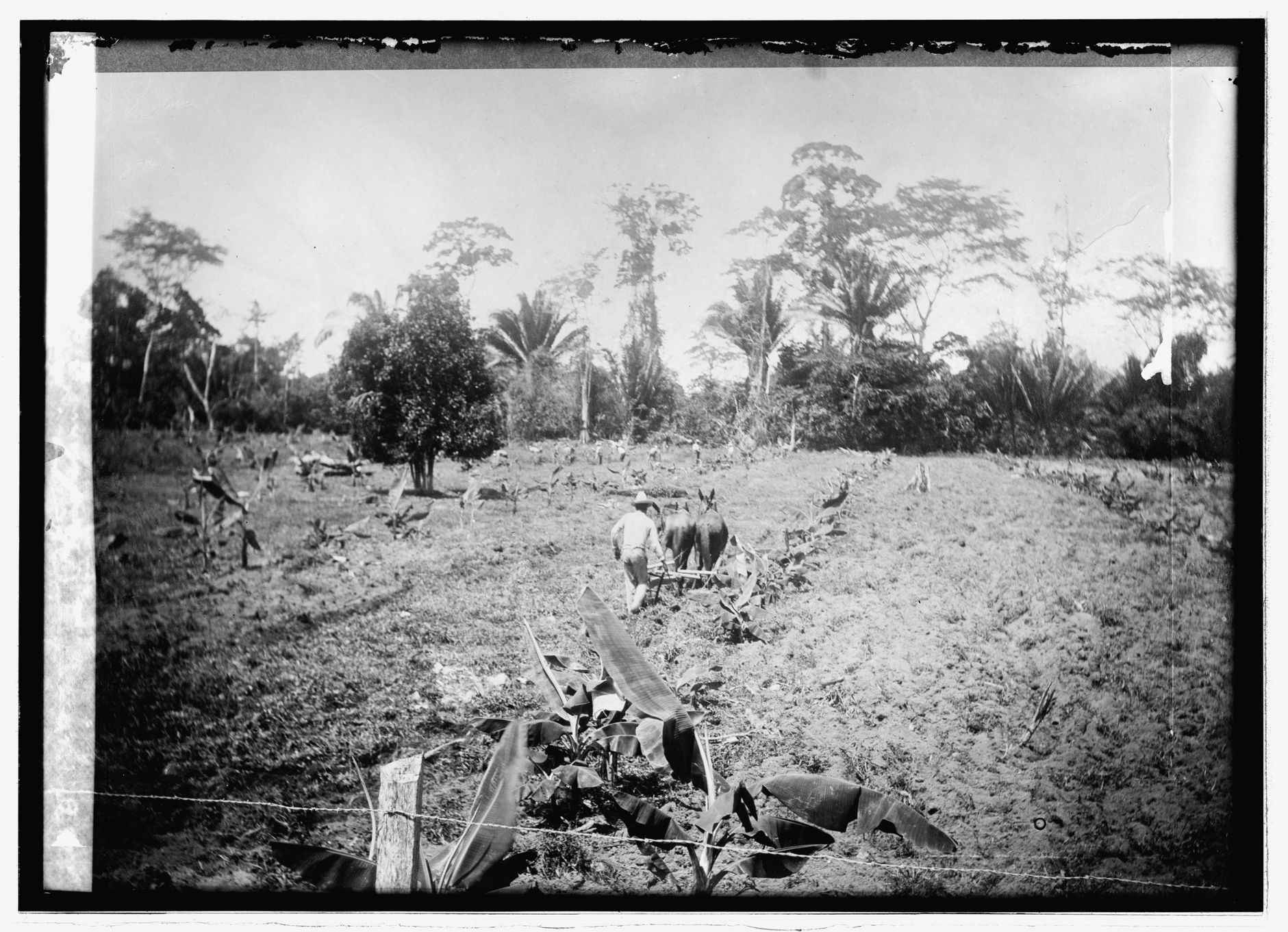 Černoši na plantáži