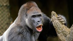 gorila, Kisumu, zoo praha
