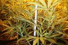 Domek na Rakovnicku ukrýval přes 1500 rostlin marihuany