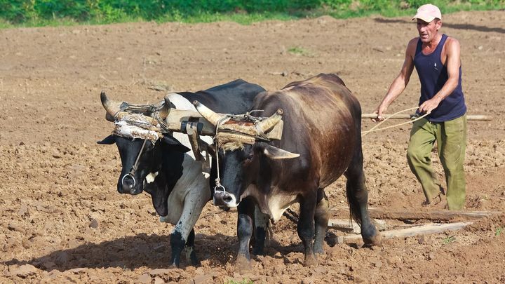 Komunistická Kuba nemá dost paliva. Zemědělci musí zapřáhnout voly