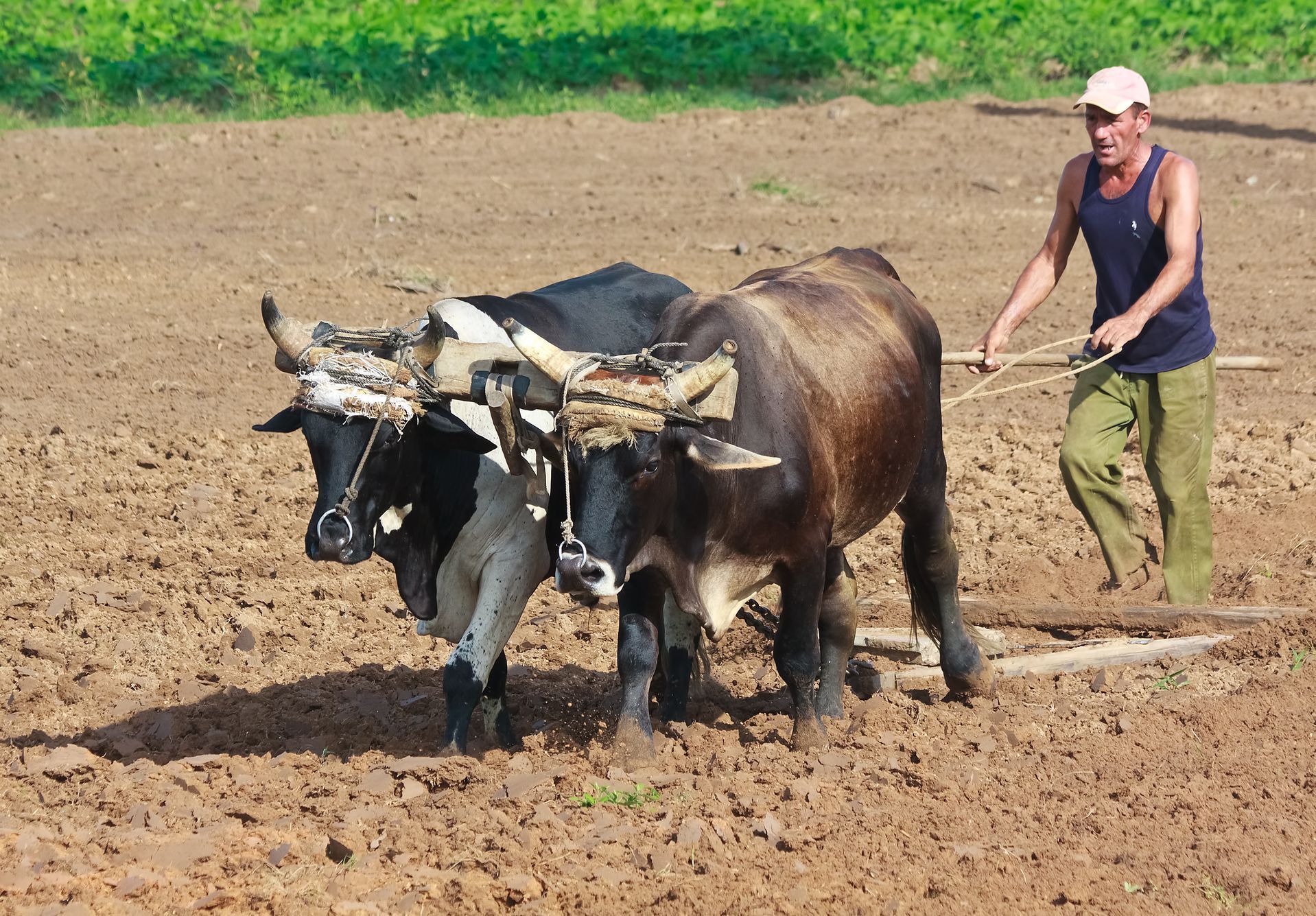 Kuba - zemědělec - orba - voli 2