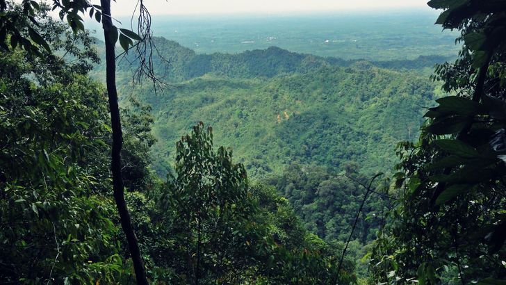 Pohled na sumaterský deštný prales z "pralesní vyhlídky" (900 m.n.m.)