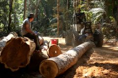 Amazonský prales v Brazílii mizí nejrychlejí za posledních 11 let, ničí ho i požáry