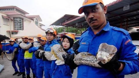 Dělníci chytili na stavbě krajtu mřížkovanou. Může jít o nejdelšího hada na světě
