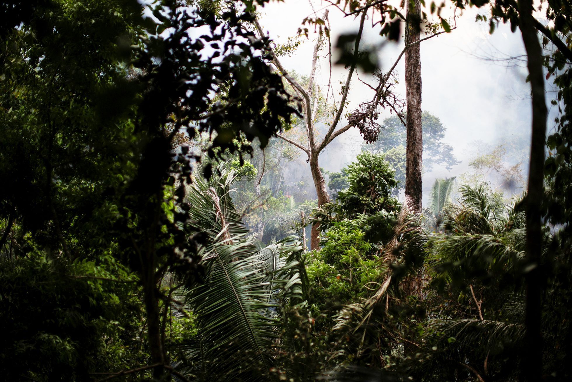 Jednorázové užití / Fotogalerie / Mise plná dojímavé humanity. Tak vypadá záchrana zvířat v Amazonii