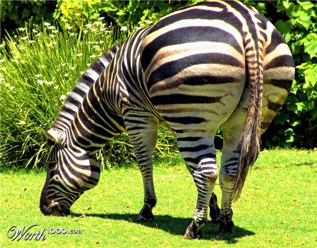 tlusta zvirata, zena