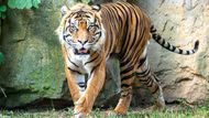 „Achilles je nádherný a perspektivní samec, přesně takového jsme hledali v rámci Evropského chovného programu k naší Surye,“ říká ředitel Zoo Praha Miroslav Bobek. „Zvyká si na nový domov a je k vidění v Pavilonu šelem a plazů. Brzy Suryu čeká říje a tehdy by se mohli oba tygři poprvé setkat.“