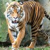Zoo, Praha, tygr sumaterský, Velká Británie, Achilles
