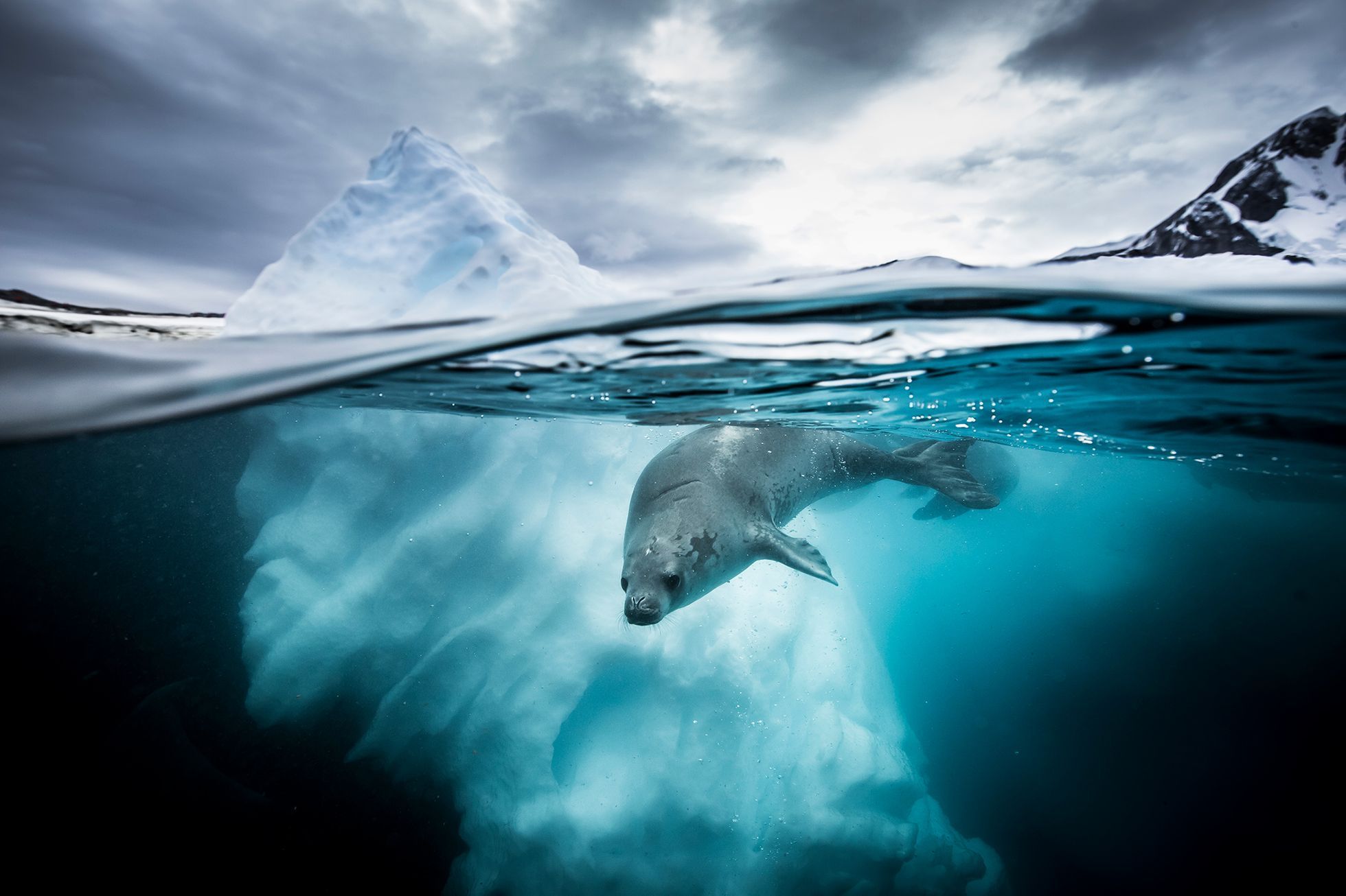 Nejlepší fotky pořízené pod hladinou - Underwater Photographer of the Year 2019