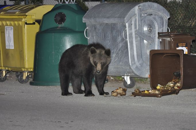 Fotografie medvědů od slovenského Zásahového týmu pro medvěda hnědého.