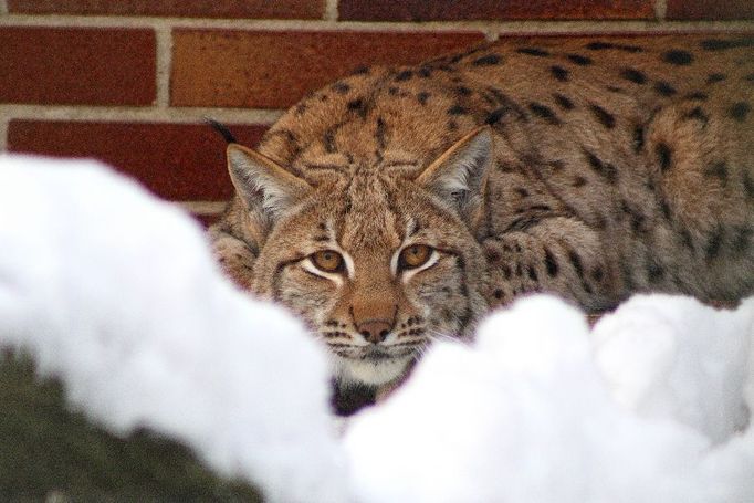 Zimní zoo - Zoo Hodonín