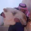 Chov velbloudů, Saúdská Arábie, nominace, nehmotné dědictví, zahraničí