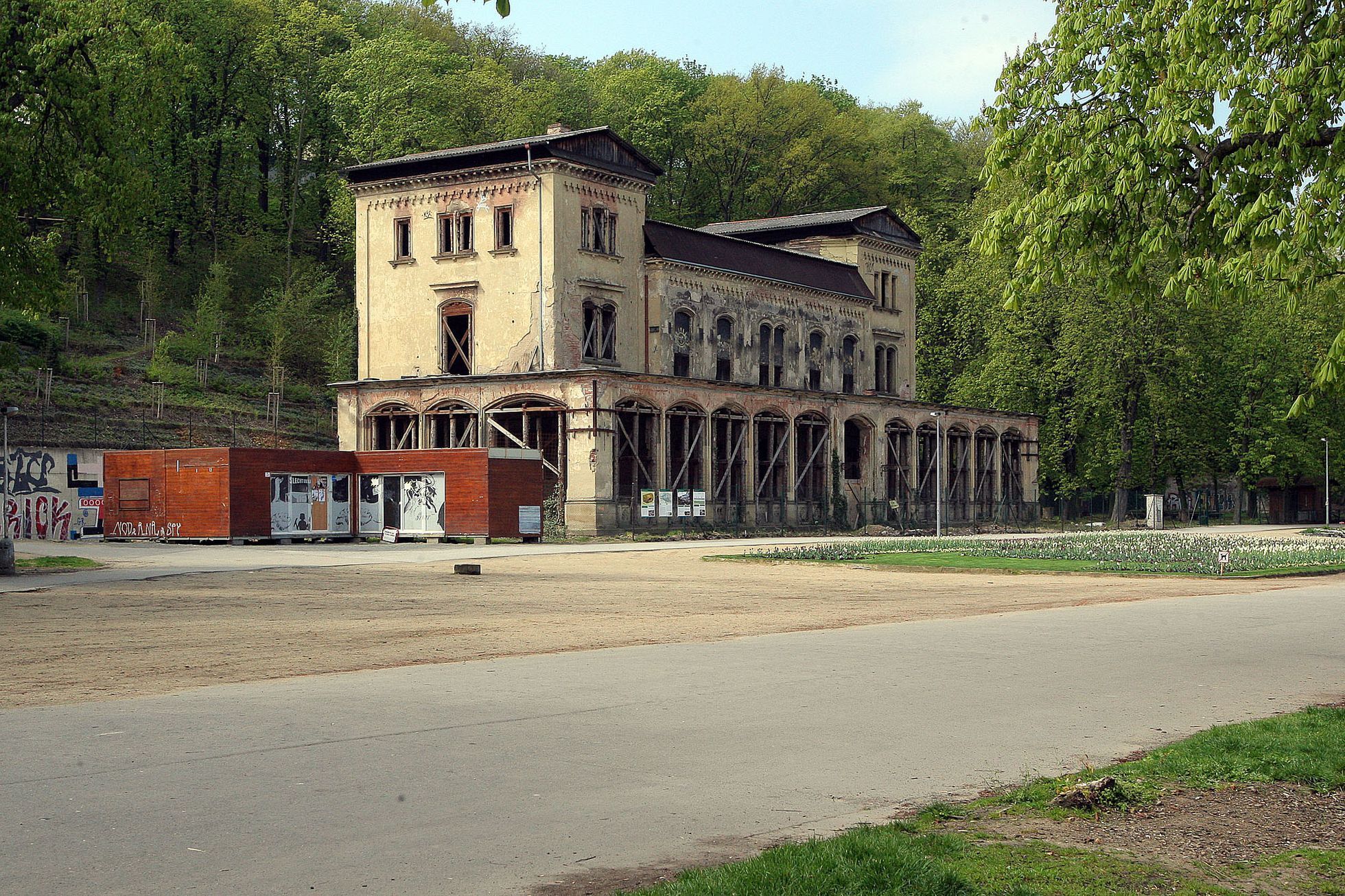 Sekvojovec obrovský zasazen ve Stromovce