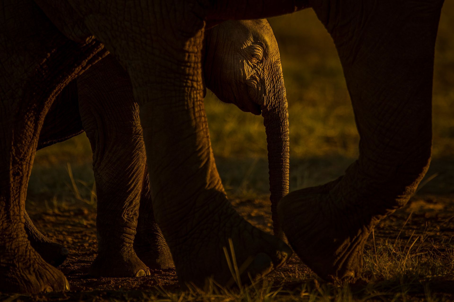 Nejlepší snímky přírody ze soutěže PA2F Environmental Photography Award