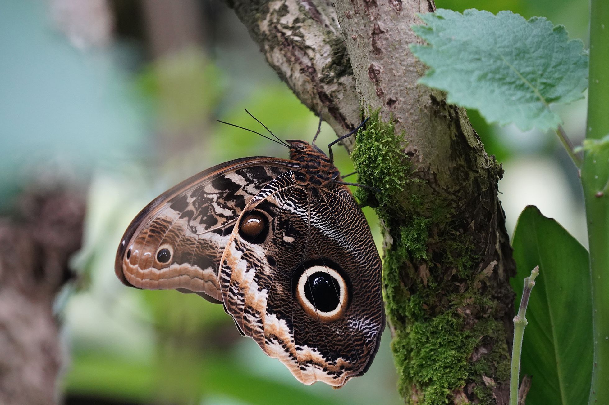 Motýli v Botanické zahradě v pražské Tróji, květen 2023