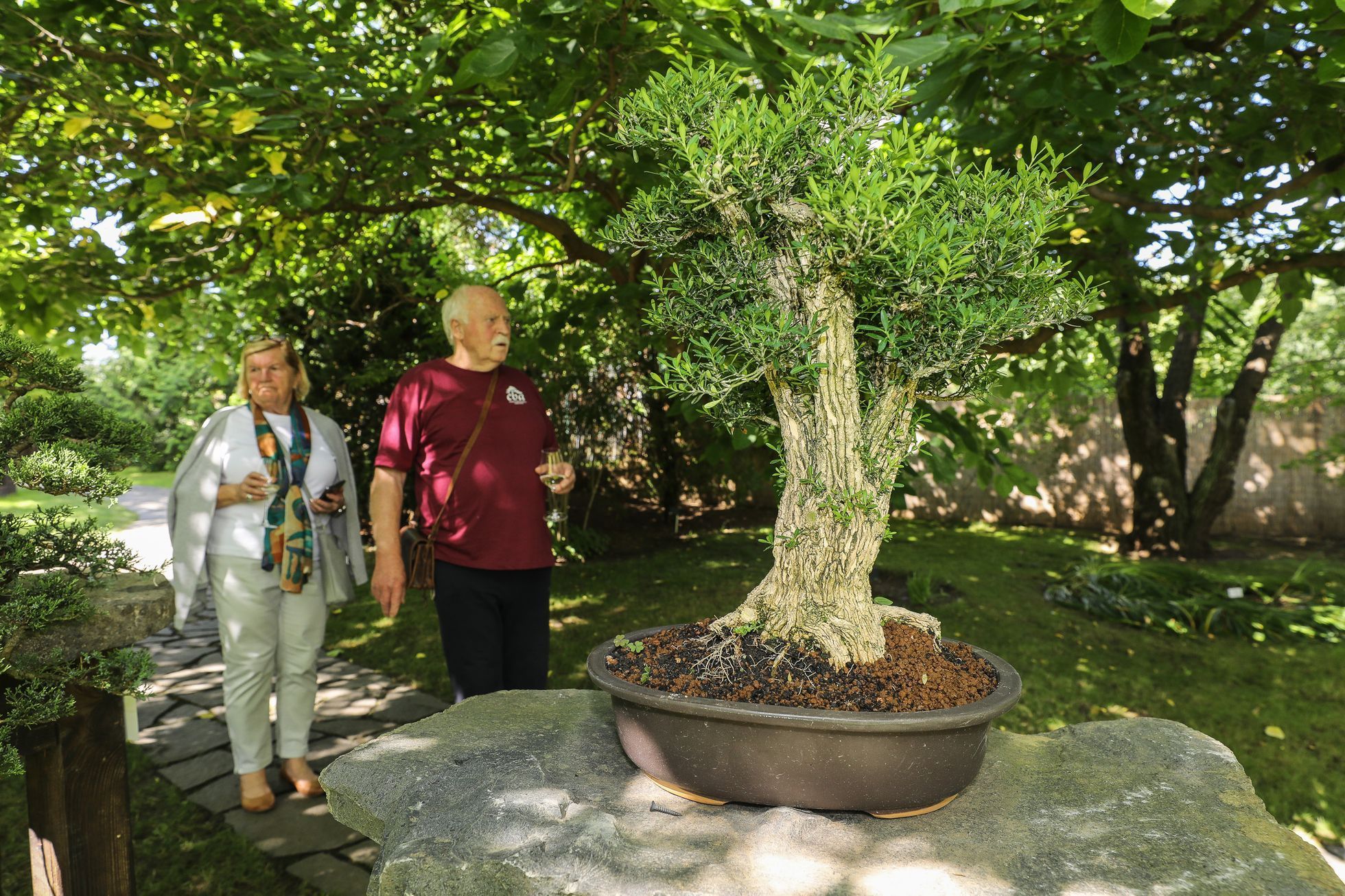 Nejlepší české bonsaje - výstava, Botanická zahrada