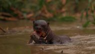 Pantanal je jednou z nejbohatších oblastí na rozmanitost druhů. Při požárech tu nezahynul žádný člověk, oběťmi jsou však divoká zvířata. Na snímku vydra obrovská žere rybu v řece Cuiaba, na kterou doléhá kouř z nedalekých požárů.