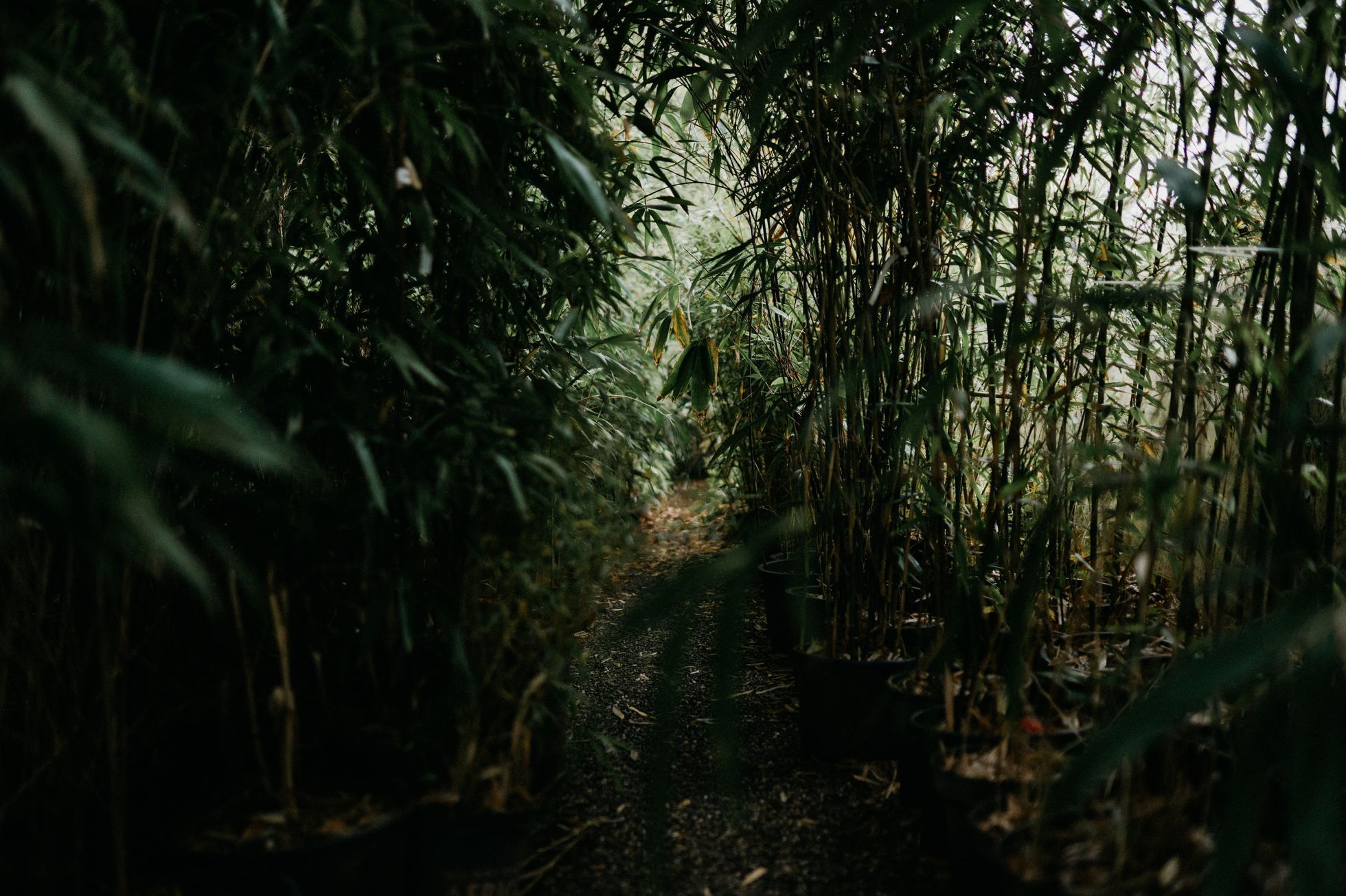 Bambusárium Bohnice