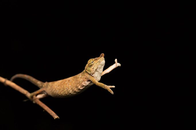 Comedy Wildlife Photography Awards 2017, finalisté soutěže