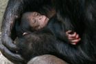 Aby lovci získali jedno živé šimpanzí mládě, padne jim odhadem za oběť deset dospělých, říká Karl Ammann, švýcarský fotograf a ochránce zvířat.