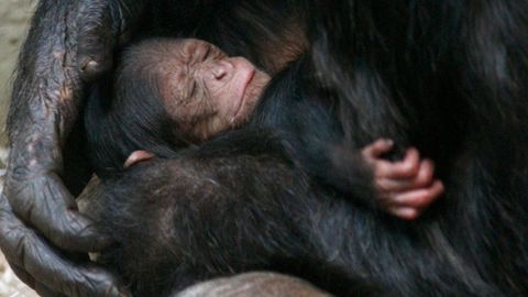 Šimpanzí mláďata jsou jako miminka, kupují je dětem na hraní, až vyrostou, zabijí je, říká Ammann