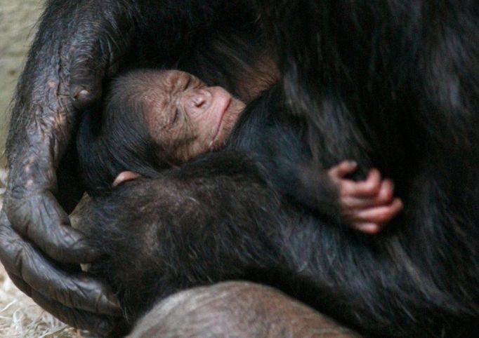 Jedenáctidenní mládě šimpanze leží v náručí své matky Brigitte ve Walter zoo ve Švýcarsku. Jeho dvojče není daleko, protože mláďata jsou na matce dlouhou dobu závislá.