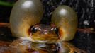 Fotografie ze soutěže Wildlife Photographer of the Year, které se utkají o cenu veřejnosti.