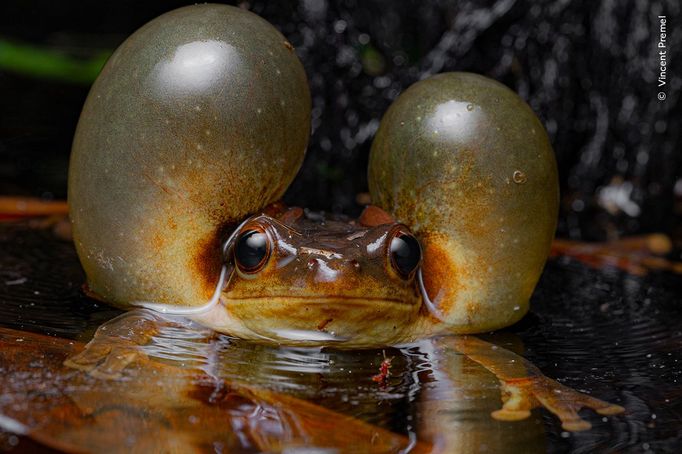 Fotografie ze soutěže Wildlife Photographer of the Year, které se utkají o cenu veřejnosti.