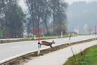 Podle dopravních psychologů prý většina řidičů očekává, že zvíře do silnice skočí zprava. Ve skutečnosti ale může samozřejmě silnici přecházet z obou stran.
